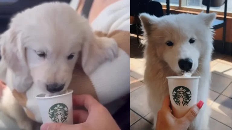 What is a pup cup and how much it is at Starbucks?